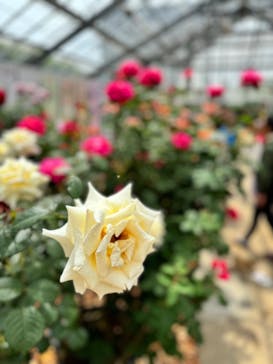 京成バラ園に投稿された画像（2024/5/6）