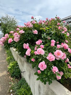 京成バラ園に投稿された画像（2024/5/6）