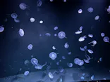 サンシャイン水族館に投稿された画像（2024/5/6）