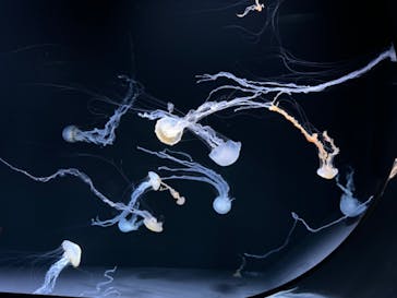 サンシャイン水族館に投稿された画像（2024/5/6）