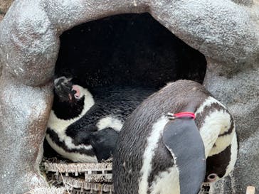 サンシャイン水族館に投稿された画像（2024/5/6）