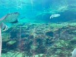 九十九島水族館海きららに投稿された画像（2024/5/6）