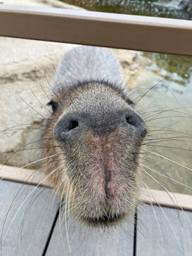 神戸どうぶつ王国に投稿された画像（2024/5/6）