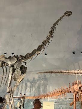 福井県立恐竜博物館に投稿された画像（2024/5/6）