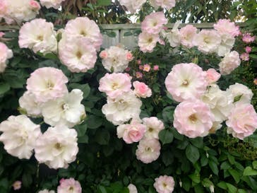 横浜イングリッシュガーデンに投稿された画像（2024/5/6）