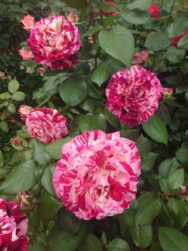 横浜イングリッシュガーデンに投稿された画像（2024/5/6）