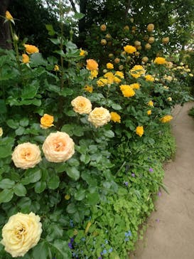 横浜イングリッシュガーデンに投稿された画像（2024/5/6）