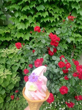 横浜イングリッシュガーデンに投稿された画像（2024/5/6）