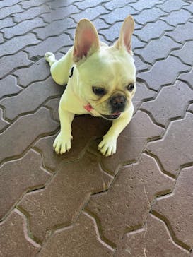 わんダフルネイチャーヴィレッジに投稿された画像（2024/5/6）