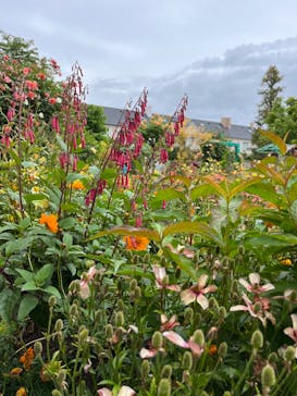 浜名湖花博2024に投稿された画像（2024/5/6）