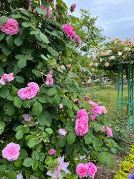 浜名湖花博2024に投稿された画像（2024/5/6）