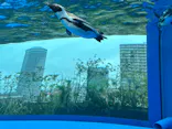 サンシャイン水族館に投稿された画像（2024/5/6）