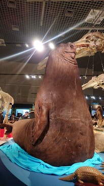 特別展「大哺乳類展３－わけてつなげて大行進」に投稿された画像（2024/5/6）
