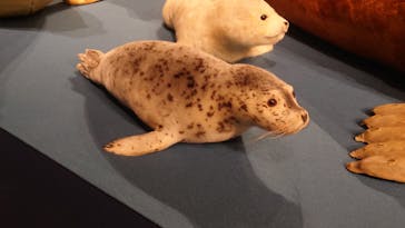 特別展「大哺乳類展３－わけてつなげて大行進」に投稿された画像（2024/5/6）