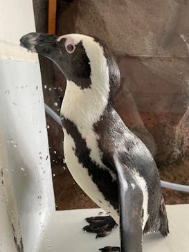 京都水族館に投稿された画像（2024/5/6）