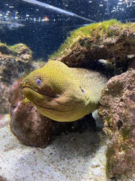 京都水族館に投稿された画像（2024/5/6）