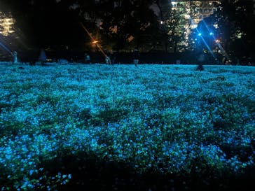 チームラボ ボタニカルガーデン 大阪に投稿された画像（2024/5/6）