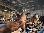 特別展「大哺乳類展３－わけてつなげて大行進」に投稿された画像（2024/5/6）