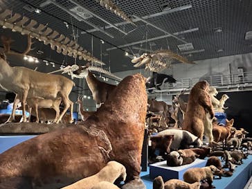 特別展「大哺乳類展３－わけてつなげて大行進」に投稿された画像（2024/5/6）