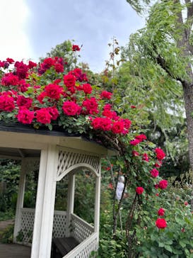 横浜イングリッシュガーデンに投稿された画像（2024/5/6）