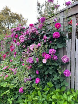 横浜イングリッシュガーデンに投稿された画像（2024/5/6）