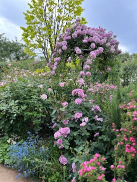 横浜イングリッシュガーデンに投稿された画像（2024/5/6）
