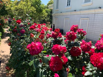 横浜イングリッシュガーデンに投稿された画像（2024/5/6）