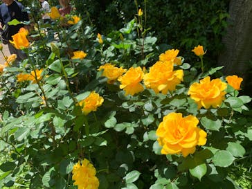 横浜イングリッシュガーデンに投稿された画像（2024/5/6）