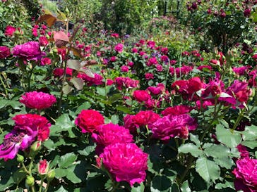 横浜イングリッシュガーデンに投稿された画像（2024/5/6）