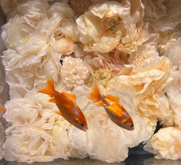 NARA KINGYO MUSEUMに投稿された画像（2024/5/6）