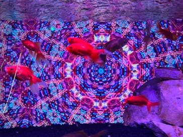 NARA KINGYO MUSEUMに投稿された画像（2024/5/6）