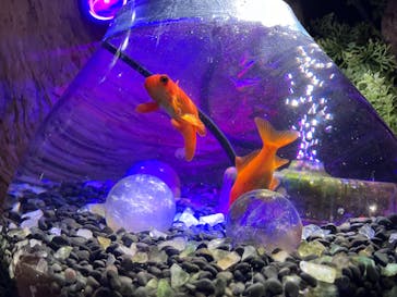 NARA KINGYO MUSEUMに投稿された画像（2024/5/6）