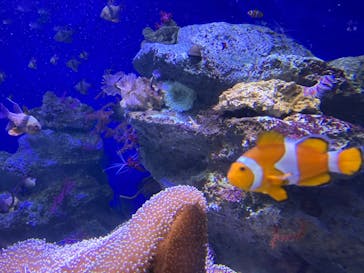 新江ノ島水族館に投稿された画像（2024/5/6）