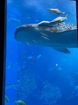 沖縄美ら海水族館に投稿された画像（2024/5/6）
