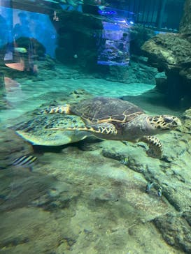 名古屋港水族館に投稿された画像（2024/5/6）