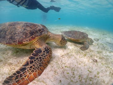 初心者専門宮古島シュノーケリングツアーに投稿された画像（2024/5/6）