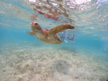 初心者専門宮古島シュノーケリングツアーに投稿された画像（2024/5/6）