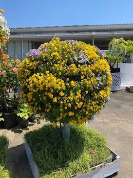 浜名湖花博2024に投稿された画像（2024/5/6）