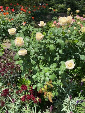 浜名湖花博2024に投稿された画像（2024/5/6）