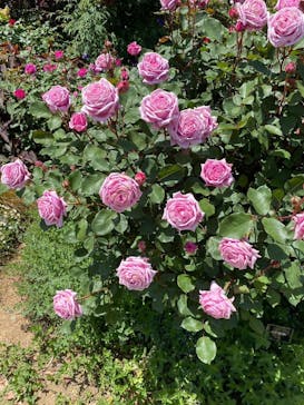 浜名湖花博2024に投稿された画像（2024/5/6）