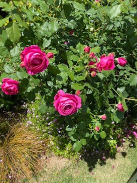 浜名湖花博2024に投稿された画像（2024/5/6）