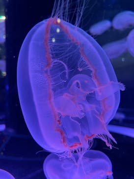 マクセル アクアパーク品川に投稿された画像（2024/5/6）