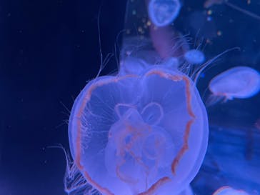 マクセル アクアパーク品川に投稿された画像（2024/5/6）