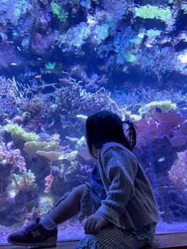 名古屋港水族館に投稿された画像（2024/5/6）