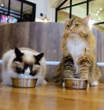 猫カフェモカ　池袋東口店に投稿された画像（2024/5/6）