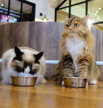 猫カフェモカ　池袋東口店に投稿された画像（2024/5/6）