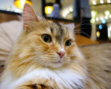 猫カフェモカ　池袋東口店に投稿された画像（2024/5/6）