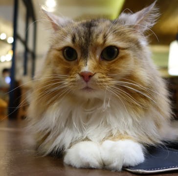 猫カフェモカ　池袋東口店に投稿された画像（2024/5/6）