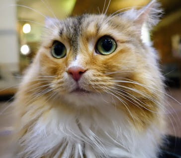 猫カフェモカ　池袋東口店に投稿された画像（2024/5/6）