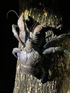 宮古島マリン SUGAR3（シュガースリー）に投稿された画像（2024/5/6）